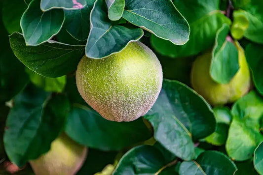The Benefits of Guarana Extract for Natural Energy