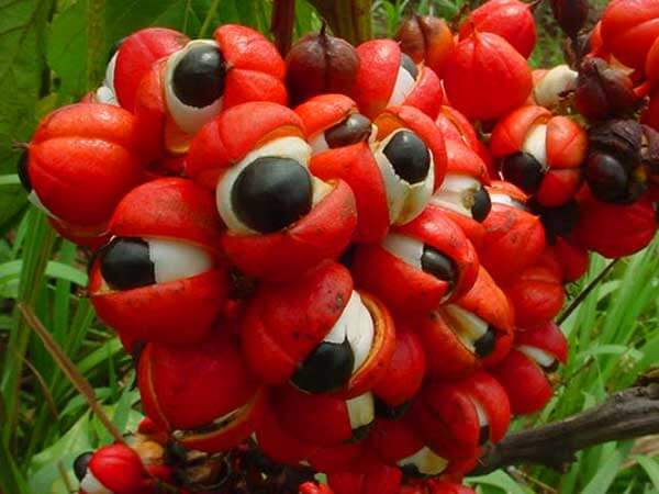 What is Guarana Fruit and Seed?
