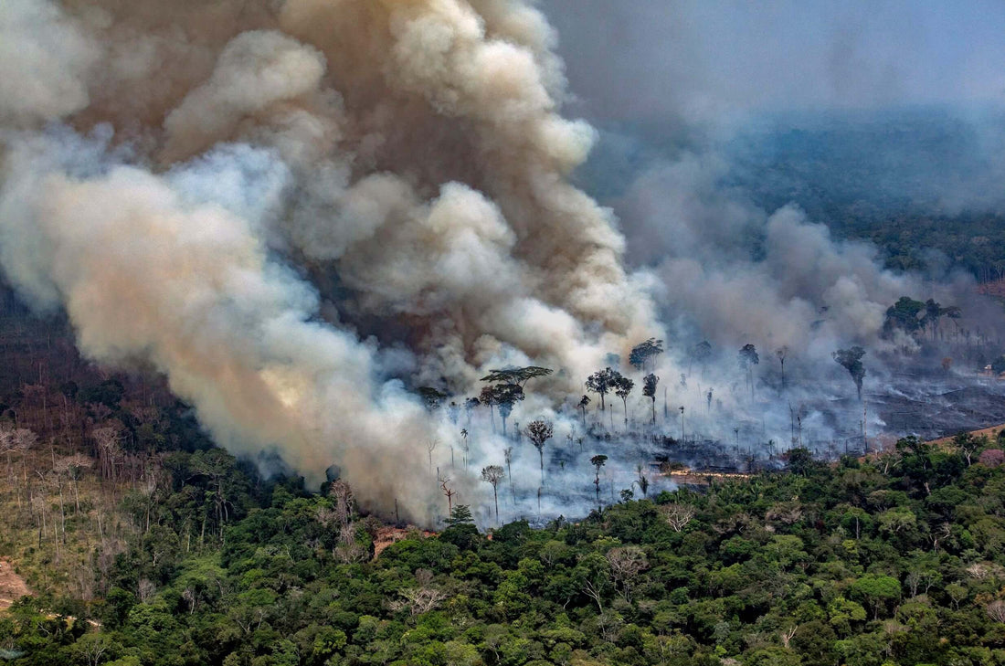 The effects on the rainf forest from plant based plastics