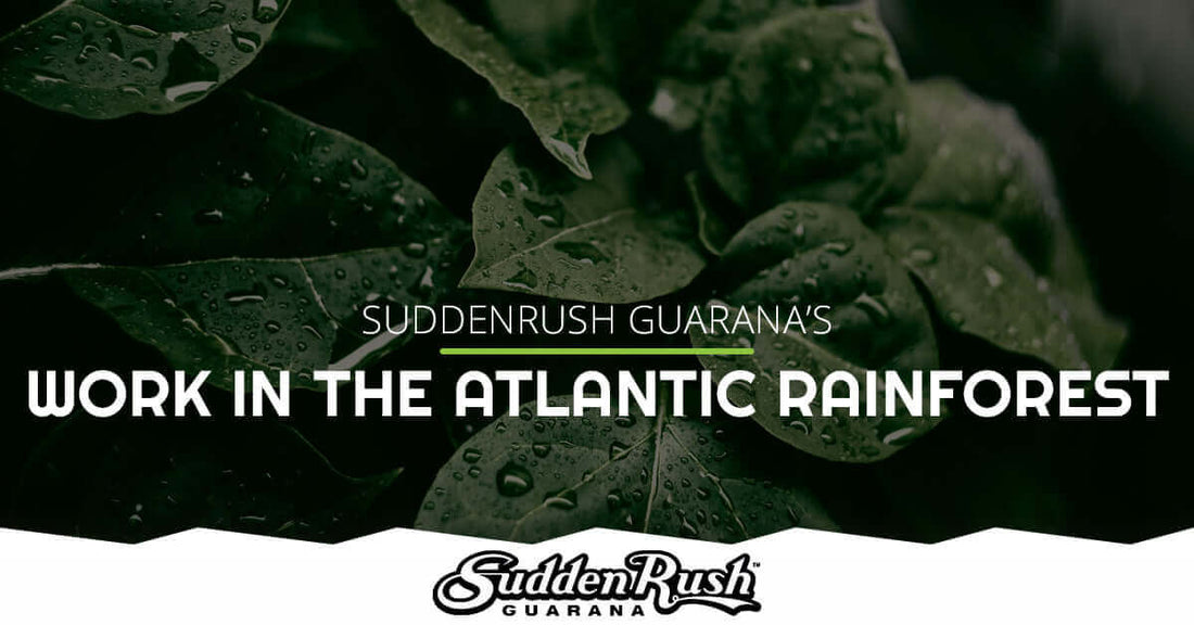 SuddenRush Guarana’s commitment to sustainable practices in the Atlantic Rainforest with lush green leaves and water droplets.