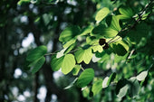 Exploring the Ancient Benefits of Guarana for Modern Life
