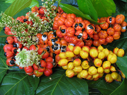 Guarana Seeds