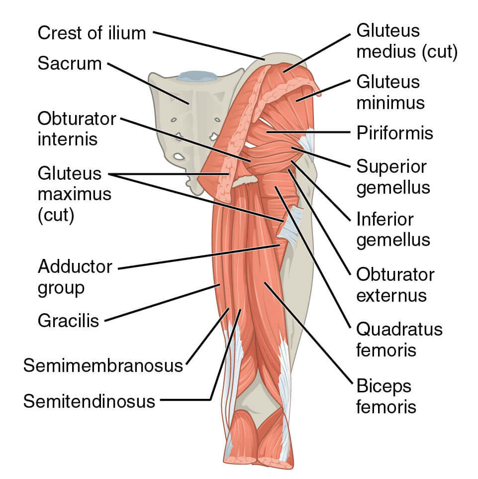 Piriformis and the pain it can be