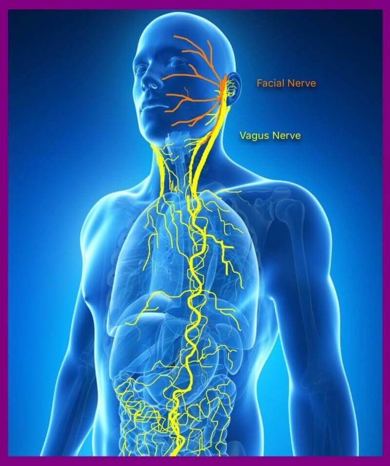 Vagus nerve