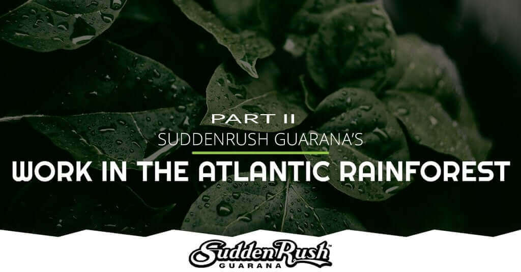 SuddenRush Guarana's work highlighted in the Atlantic Rainforest with lush green leaves and atmospheric droplets.