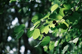 Exploring the Ancient Benefits of Guarana for Modern Life