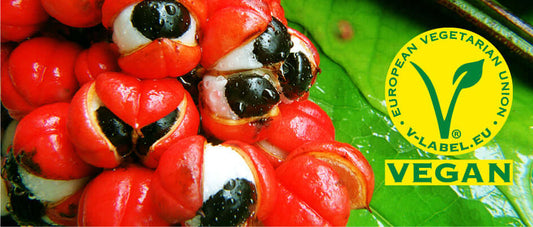 guarana.Paullinia cupana