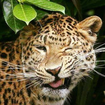 Leopard winking playfully amidst greenery.