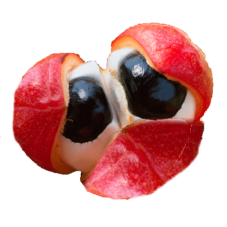 Close-up of a cracked open Guarana fruit revealing black seeds and red outer shell.